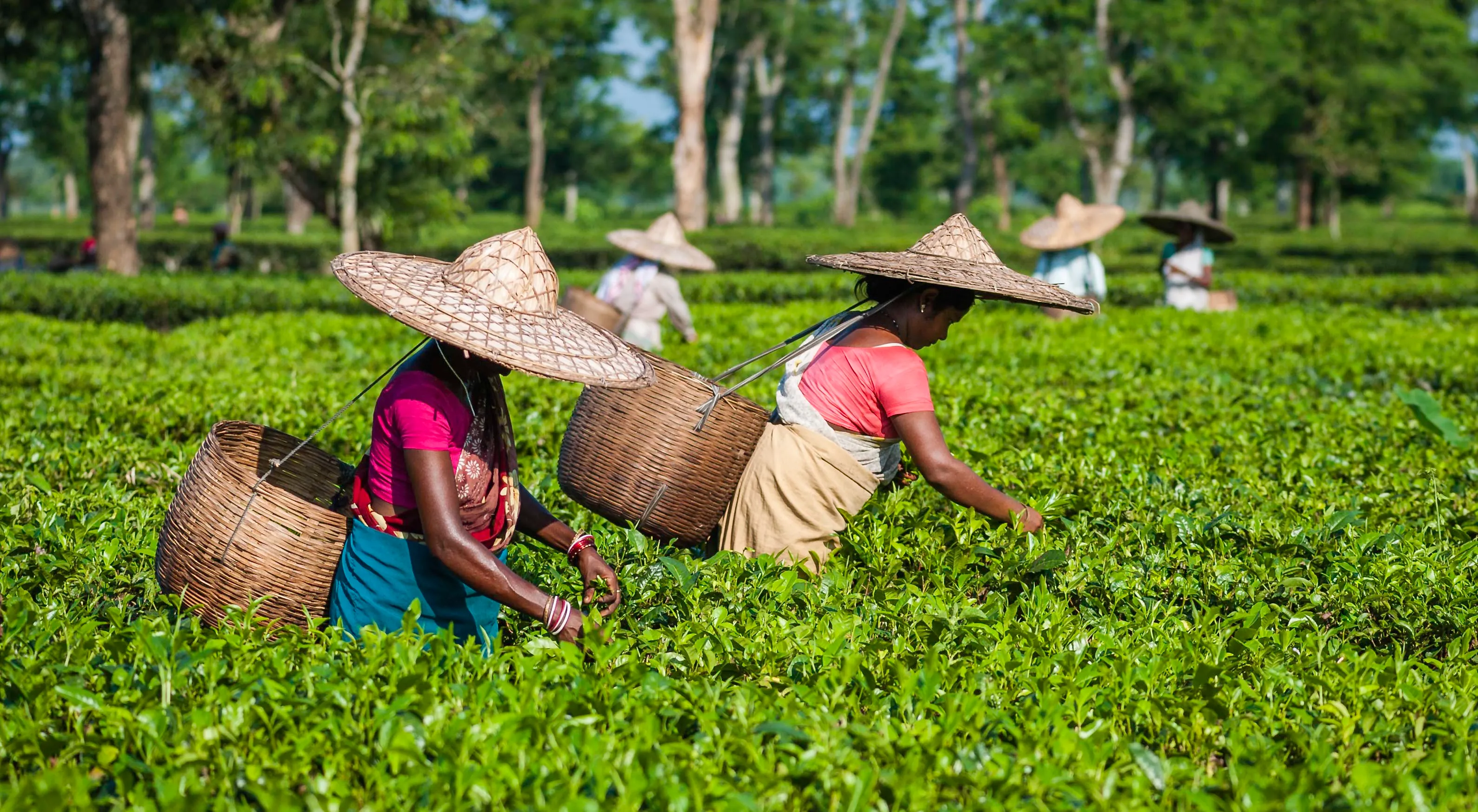 Jorhat-Assam-north-east-India